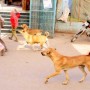 Dog Bite severely injures five in Karachi