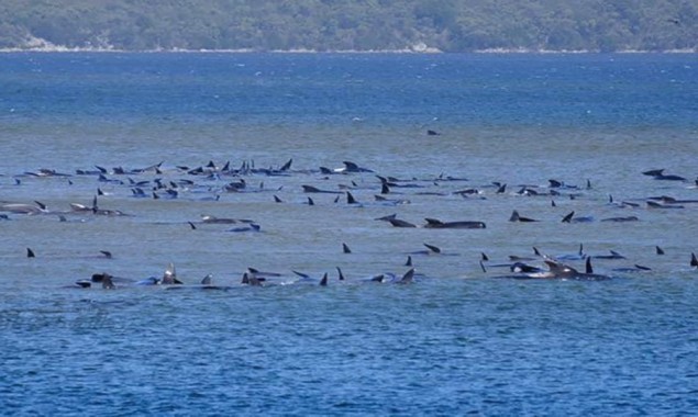 270 whales stranded off Australian coast