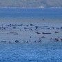270 whales stranded off Australian coast