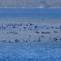 270 whales stranded off Australian coast