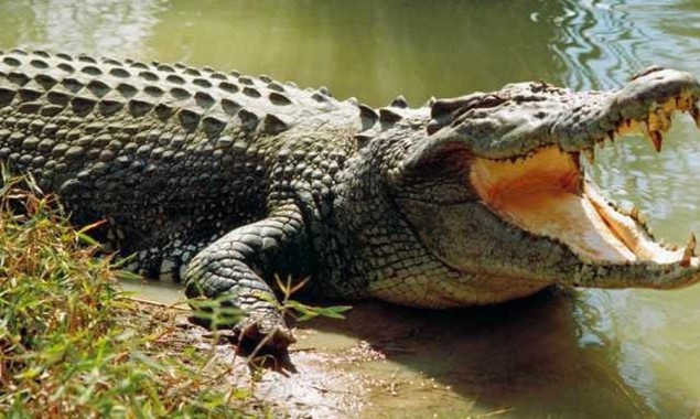 Sukkur: Crocodile attacks children near Saleh Pat