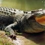 Sukkur: Crocodile attacks children near Saleh Pat