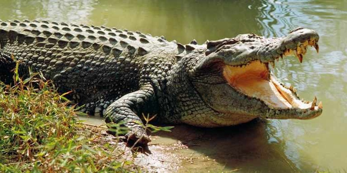 Sukkur: Crocodile attacks children near Saleh Pat