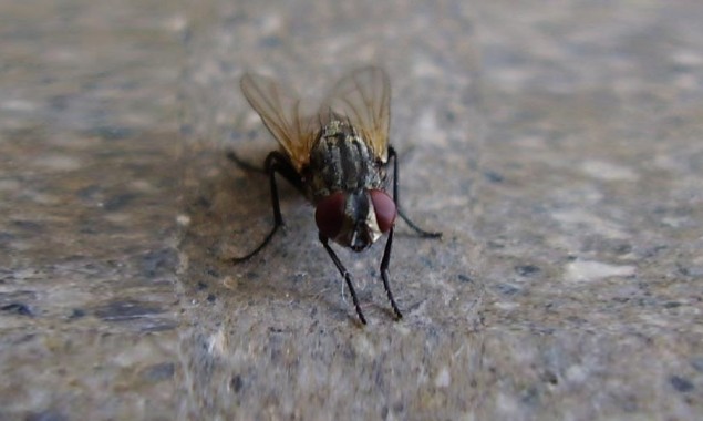 After rains, Flies make lives of Karachiiets miserable