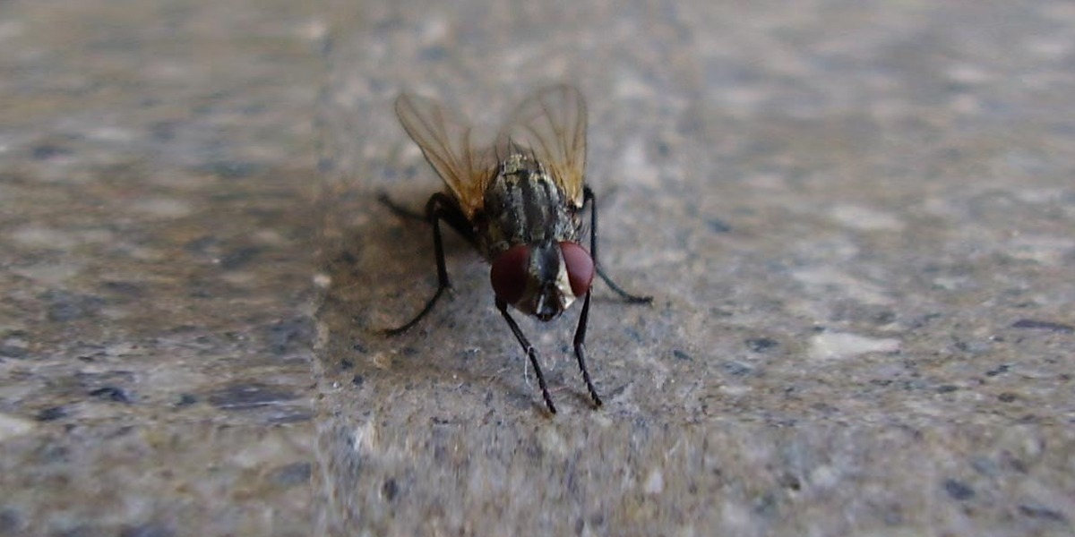 After rains, Flies make lives of Karachiiets miserable