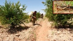 Sindh: 6 Employees of Agriculture Department Killed During locust Spray Campaign