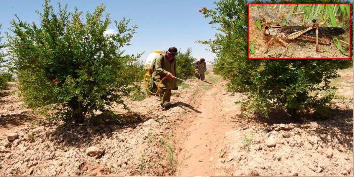 Sindh: 6 Employees of Agriculture Department Killed During locust Spray Campaign