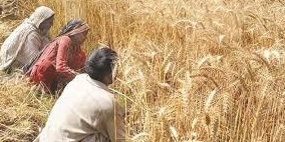 'Wheat Production Target Remains Unachieved In Country'