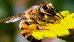 Honeybee Venom Can Save The Lives Of Thousands Of Women