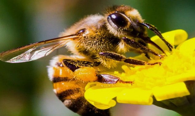 Honeybee Venom Can Save The Lives Of Thousands Of Women