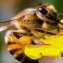 Honeybee Venom Can Save The Lives Of Thousands Of Women