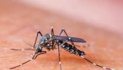 Amid Pandemic, Dengue cases bite country
