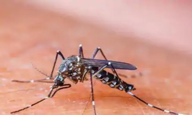 Amid Pandemic, Dengue cases bite country