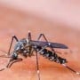 Dengue may provide some level of immunity to fight against coronavirus