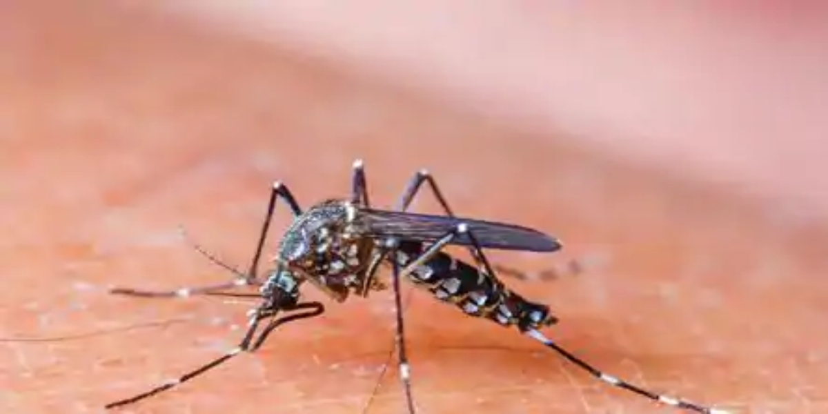 Amid Pandemic, Dengue cases bite country