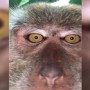 Selfies of a Monkey on lost phone?