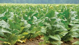 Rise in Pakistan’s tobacco export