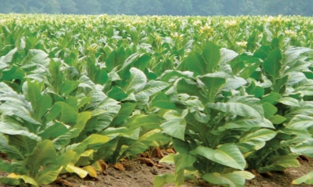 Rise in Pakistan’s tobacco export