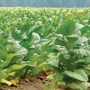 Rise in Pakistan’s tobacco export