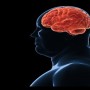 Obesity causes reduced brain plasticity