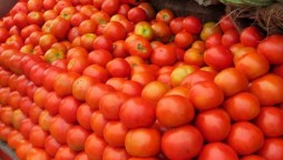 Tomatoes to import from Iran