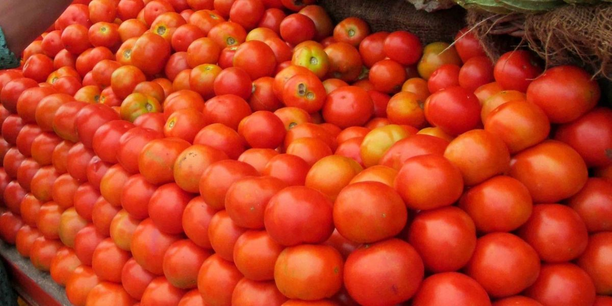 Tomatoes to import from Iran