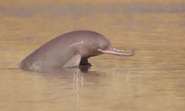 Planned Development On Indus River Could Be Detrimental To Indus Dolphin