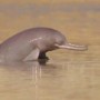Planned Development On Indus River Could Be Detrimental To Indus Dolphin
