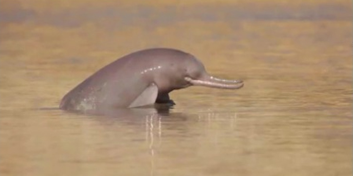 Planned Development On Indus River Could Be Detrimental To Indus Dolphin