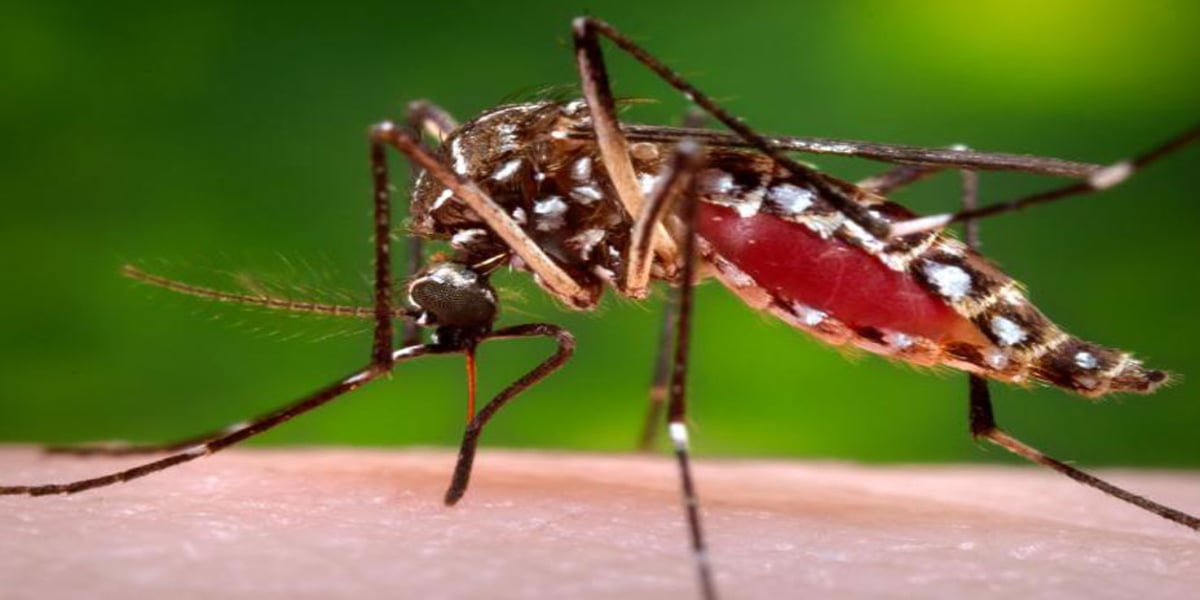 dengue cases in Karachi