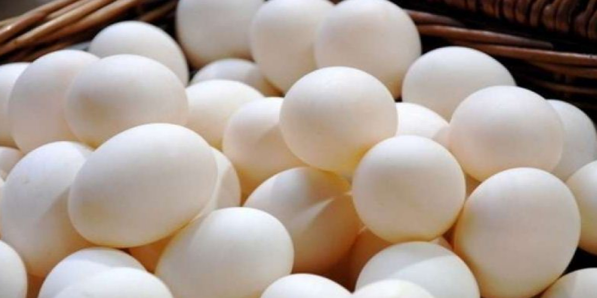 Egg