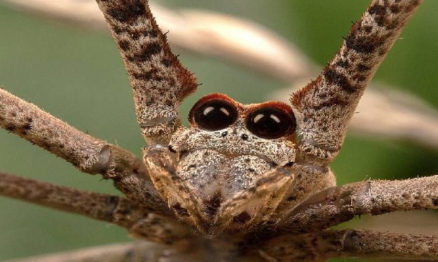 Ogre-faced spiders can hear despite having no ears