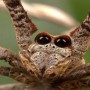 Ogre-faced spiders can hear despite having no ears
