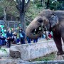 Sorry and Farewell to ‘Kaavan’ – A tale of happiness and Sorrow
