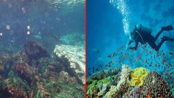 Charna Island: WWF Warns Of Serious Bleaching Of Corals