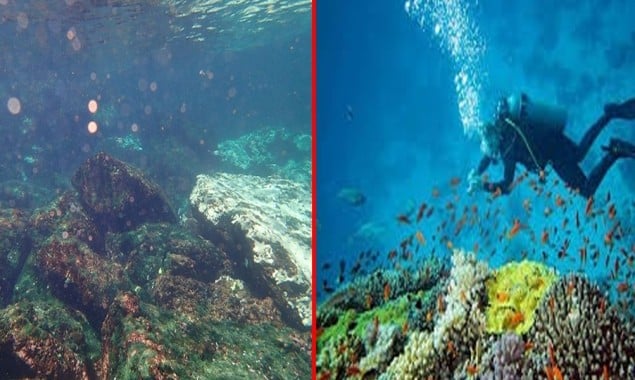 Charna Island: WWF Warns Of Serious Bleaching Of Corals