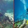 Charna Island: WWF Warns Of Serious Bleaching Of Corals