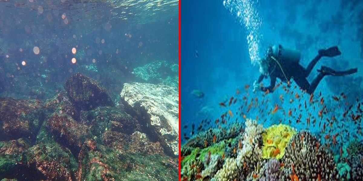 Charna Island: WWF Warns Of Serious Bleaching Of Corals