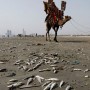 Marine Pollution Threatens Aquatic life In Karachi