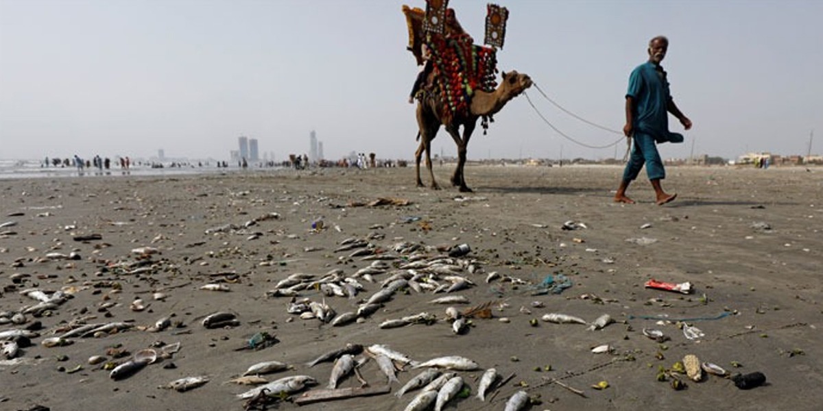 Marine Pollution Threatens Aquatic life In Karachi