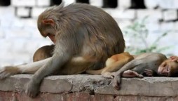 India: More Than 30 Monkeys Die From Suspected Poisoning
