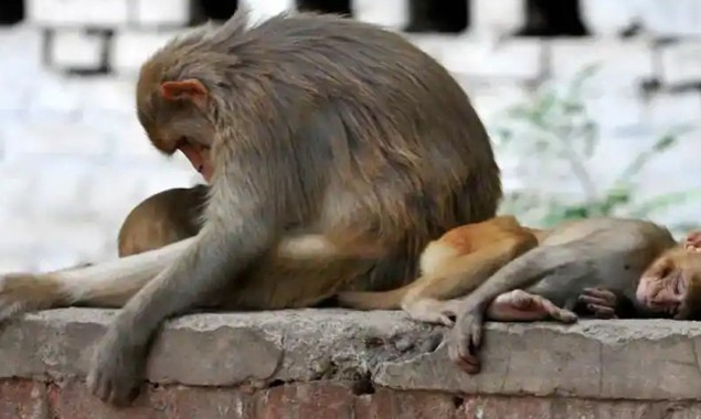 India: More Than 30 Monkeys Die From Suspected Poisoning