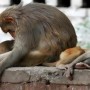 India: More Than 30 Monkeys Die From Suspected Poisoning