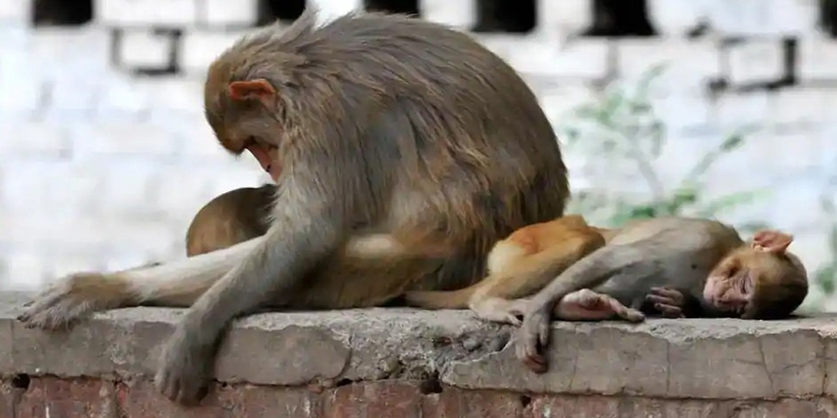 India: More Than 30 Monkeys Die From Suspected Poisoning