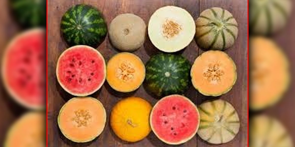 Surprising Benefits Of Watermelon And Melon Seeds