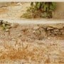 Can you find a cat in this picture?