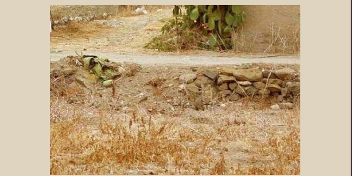Cat in the picture