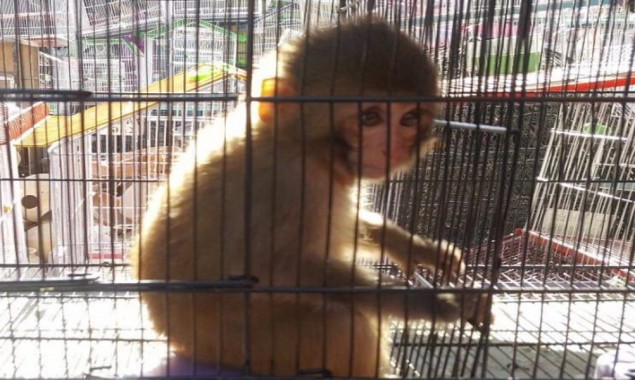 Karachi: Authorities rescue baby monkeys from Empress Market cages