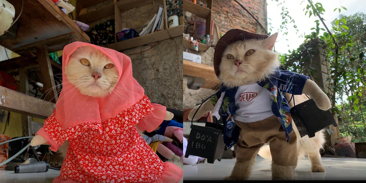 Indonesian tailor cat fashion outfits