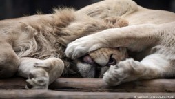 Four lions